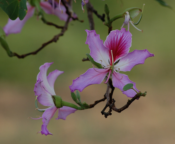 flor, Bauhinia, purpurea, árbol de orquídea, púrpura, flora, floración