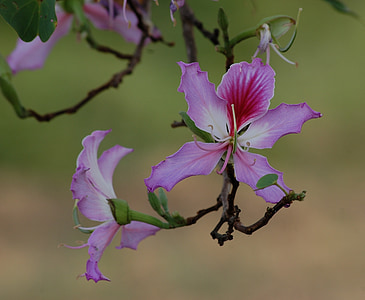 flor, Bauhinia, purpurea, árvore orquídea, roxo, Flora, flor