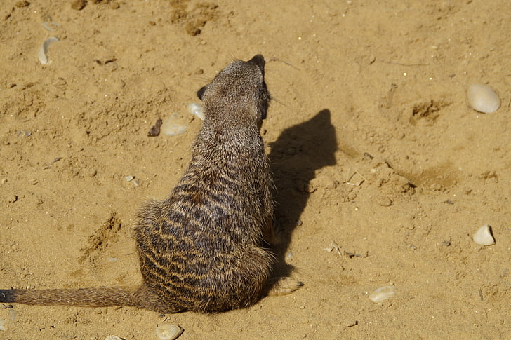 Meerkat, Χαριτωμένο, Ζωικός κόσμος, Άμμος, Ζωολογικός Κήπος, ξηρά, περίεργος