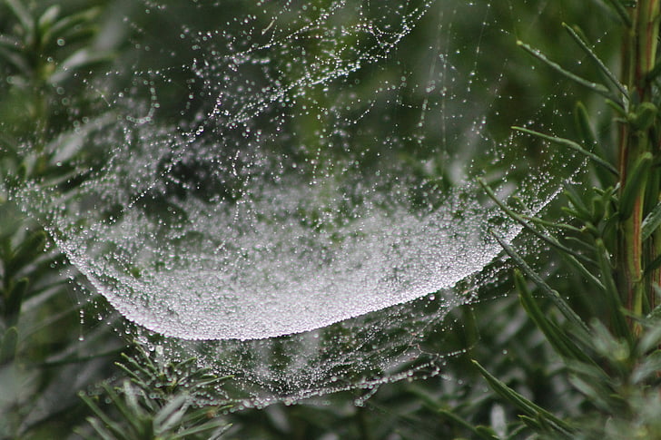 web, spider, garden, drops, water