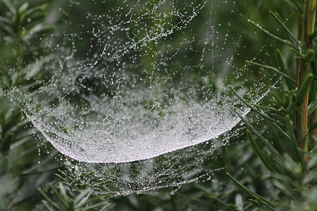 웹, 거미, 정원, 드랍 스, 물