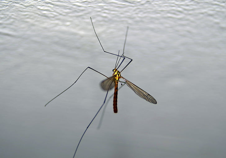 Komar, komarnica, insekt, Feb, kæmpe, orm, makro