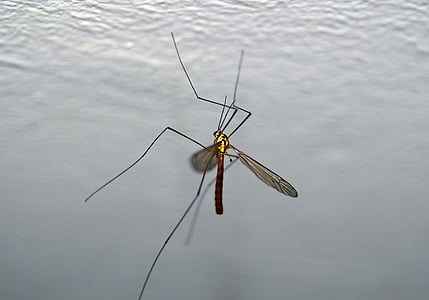 Komar, komarnica, böcek, Şubat, büyük, solucan, Makro