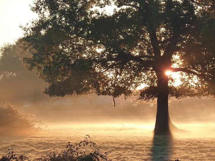 faller, dimma, solen, morgon, naturen, träd