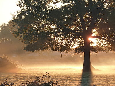 Outono, névoa, sol, manhã, natureza, árvore