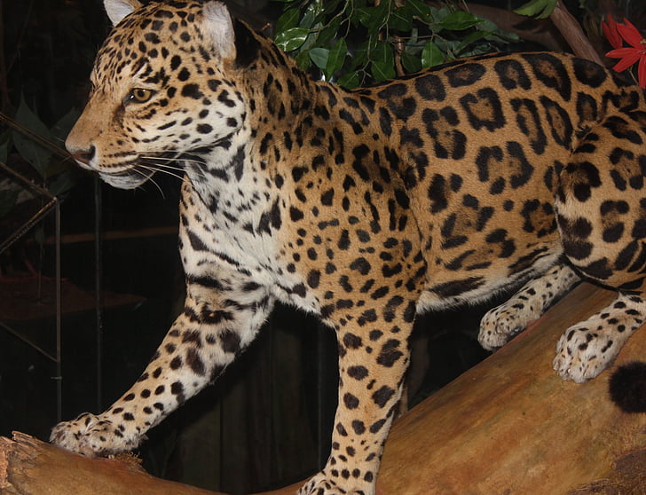 léopard, gros chat, carnivore, félin, animal, mammifère, faune