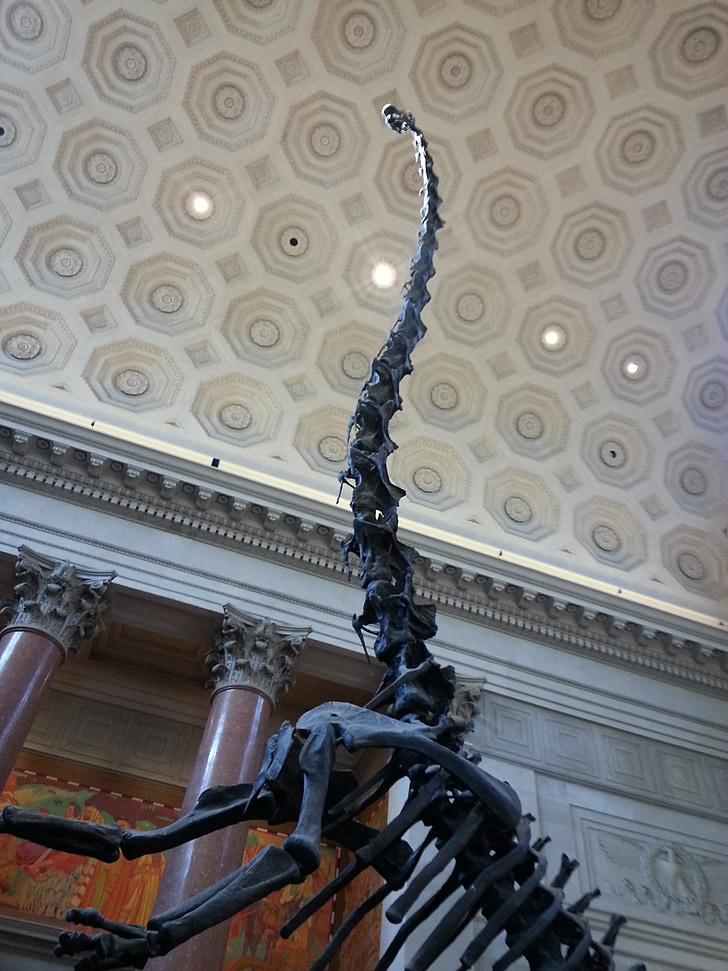 Naturehistorical museum, dinosaur, New york, Manhattan, USA, NYC, kosmopolitisk by
