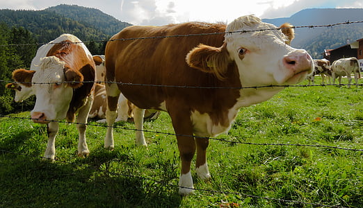 lehmä, piikkilanka, laidun, laidunten aidan, rajaaminen, niitty, uteliaisuus