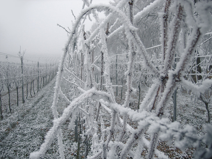 vineyard, vines, ice, frost, cold, winter, hoarfrost
