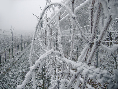 Vineyard, viiniköynnösten, Ice, Frost, kylmä, talvi, Kuura