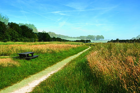 field, meadow, grass, path, landscape, scenic