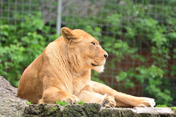 lion, lioness, animal world, animal, vigilant, zoo, nature