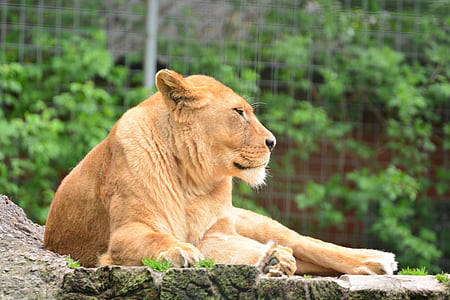 Лъв, лъвица, животински свят, животните, бдителни, Зоологическа градина, природата