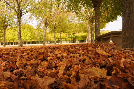 leaves, paris, parisian, france, palace of versailles, garden, wood