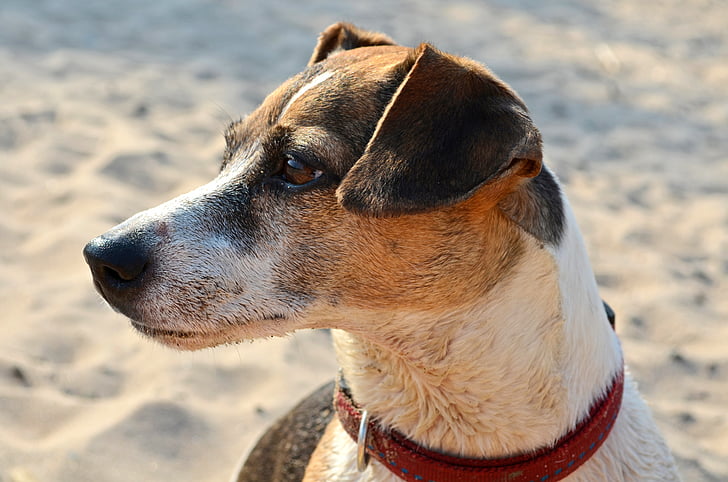 cão, Terrier, praia, animal de estimação, galgo, mamífero, animal