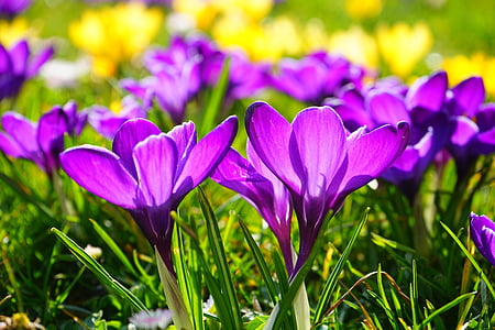 petaled, kukat, Crocus, kukka, kevään, violetti, Blossom
