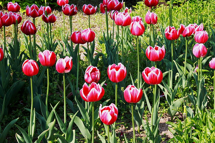 Tulip, blomster, forår, natur, blomsterhaver, haven, planter