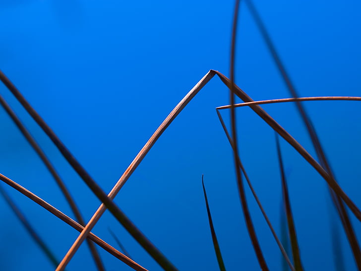 reed, halm, blue, graphically, water, nature, minimalist