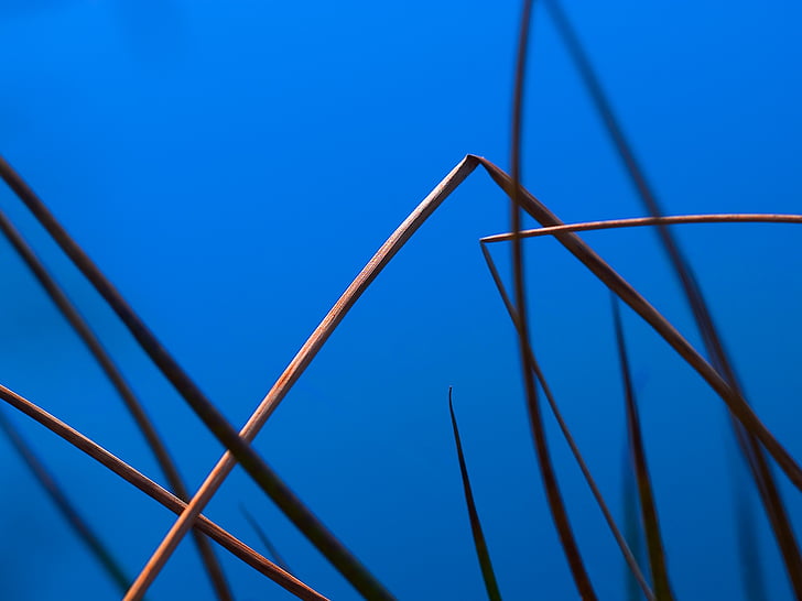 Reed, Halm, azul, gráficamente, agua, naturaleza, minimalista