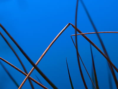 Reed, stabljika, plava, grafički, vode, priroda, minimalistički