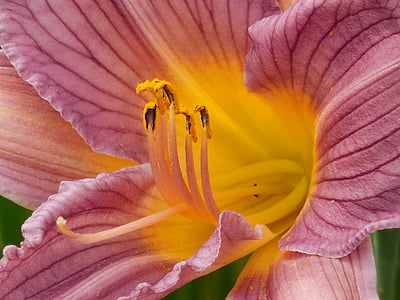 day lily, pollen, day, lily, nature, flower, plant