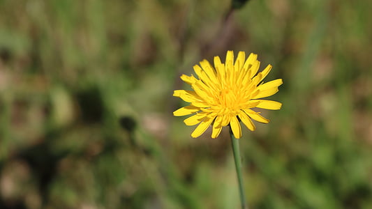 flower, wild, yellow, close-up, closeup, natural, plant