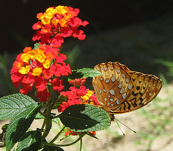 lantana camara, flower, butterfly, insect, floral, colorful, flora