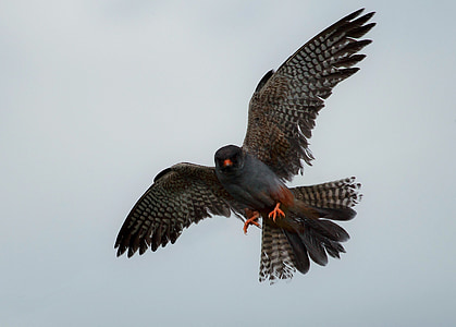 raptor, wild, red footed falcon, feathers