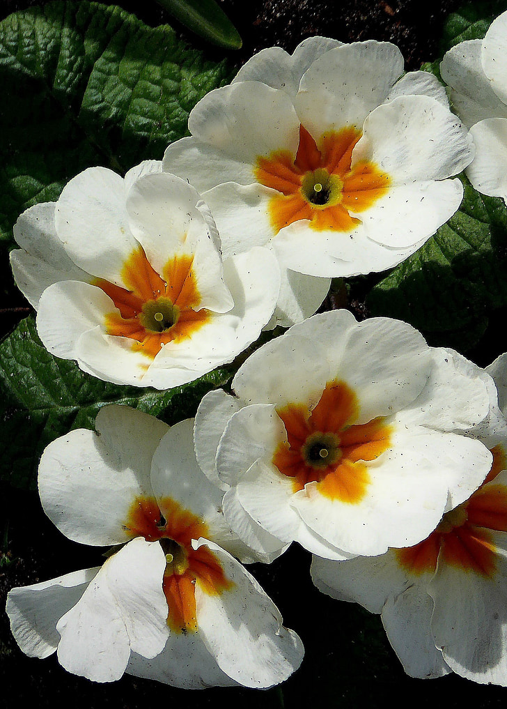 witte bloemen, Primrose, lente, natuur, bloemen, helder, kleurrijke