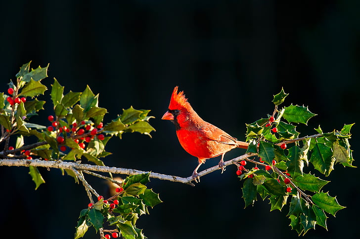 close, photo, red, short, beak, bird, tree