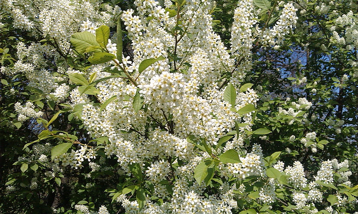 Bush, Blooming, bianco, primavera, giardino