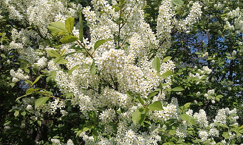 Bush, Blooming, blanc, printemps, jardin
