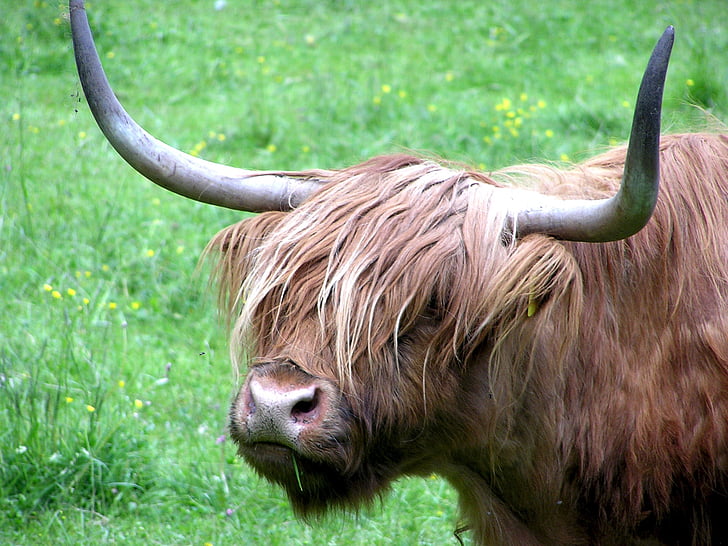 haighlander, cow, bovino, animal, pasture, horns, cattle