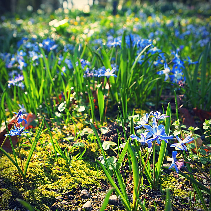 Blau, Blume, Frühling, Sonne, Natur, Sonnenlicht, Wald