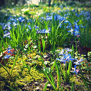 blue, flower, spring, sun, nature, sunlight, forest