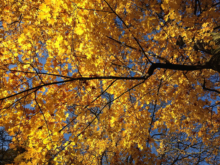 rudens, koks, saskaņā ar, krāsa un gaisma, dzeltena, daba, Leaf