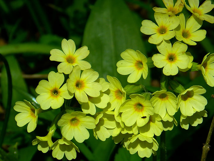 veris, flower, yellow, bloom, beautiful, rarely, nature