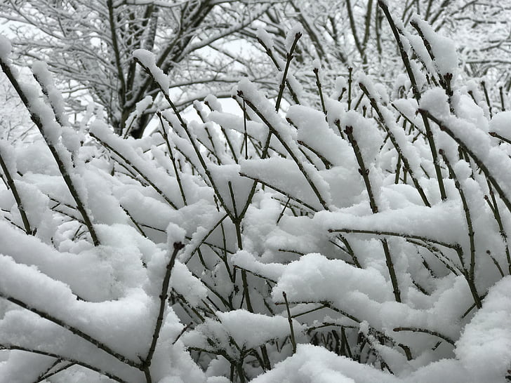 neige, branches, chute de neige, Parc, hiver, nature, arbre