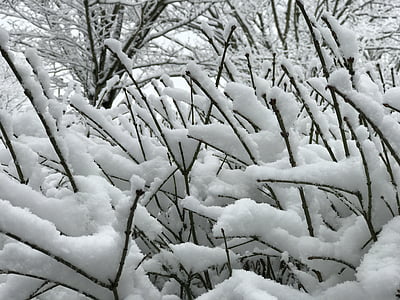 หิมะ, สาขา, หิมะ, สวน, ฤดูหนาว, ธรรมชาติ, ต้นไม้