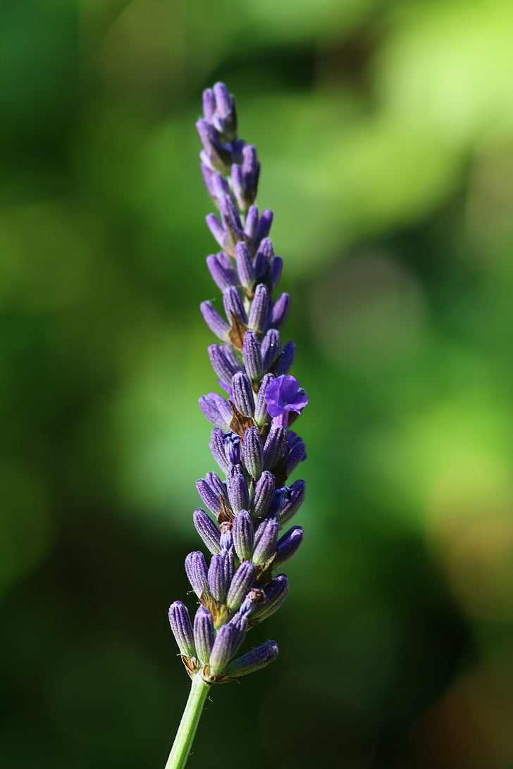 lavender, branch, flower, violet, nature, plant, purple
