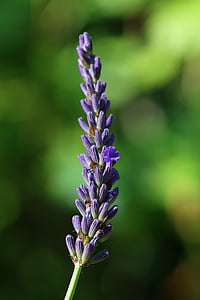 lavanda, rama, flor, violeta, naturaleza, planta, púrpura