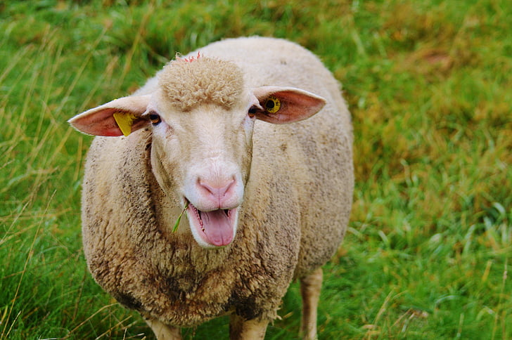 aitas, ganības, daba, lopkopības, ganīties, dzīvnieku, zāle