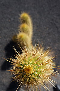 cactus, Espinosa, planta, verd