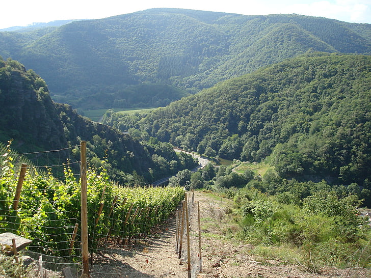 vineyards, sky, winegrowing, nature, blue, landscape, wine