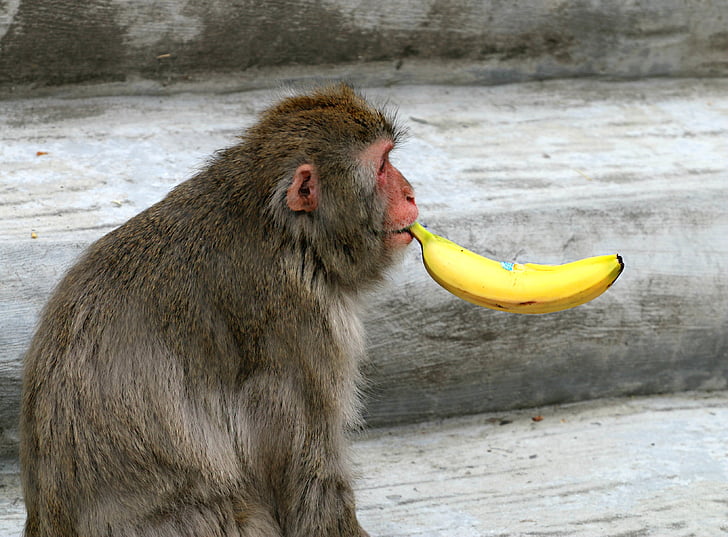 opica, banana, kajenje, zdravje, živalski vrt, šala, hrane