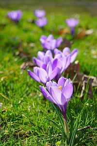 crocus, flowers, plant, spring, frühlingsblüher, violet, purple