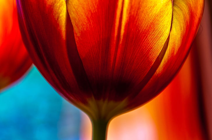 Tulip, rojo, flor, flor, floración, primavera, amarillo