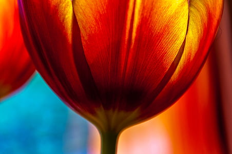 Tulpe, rot, Blume, Blüte, Bloom, Frühling, gelb