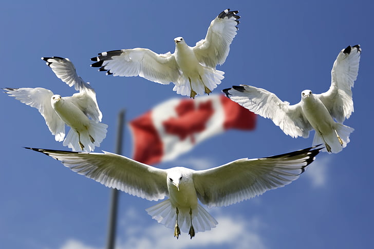 gulls, formation, flag, sky, blue, flags, color