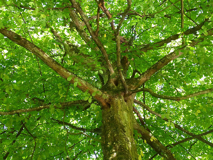 Leaf tag, skov, træ, blade, stammen